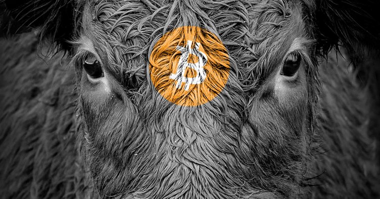Following bitcoin’s 19% surge, crypto explodes: bull market in the works?