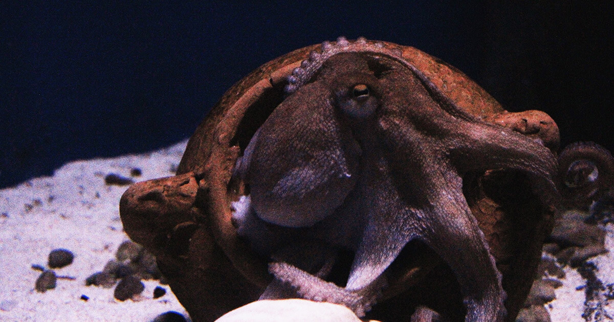 Strix Leviathan launches proprietary trading platform Octopus