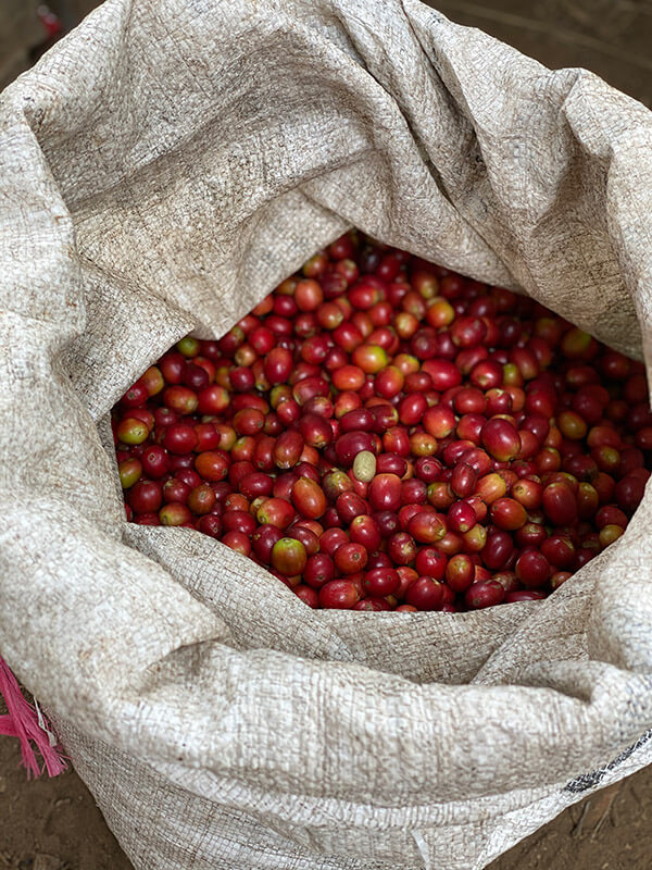 a batch of coffee cherries