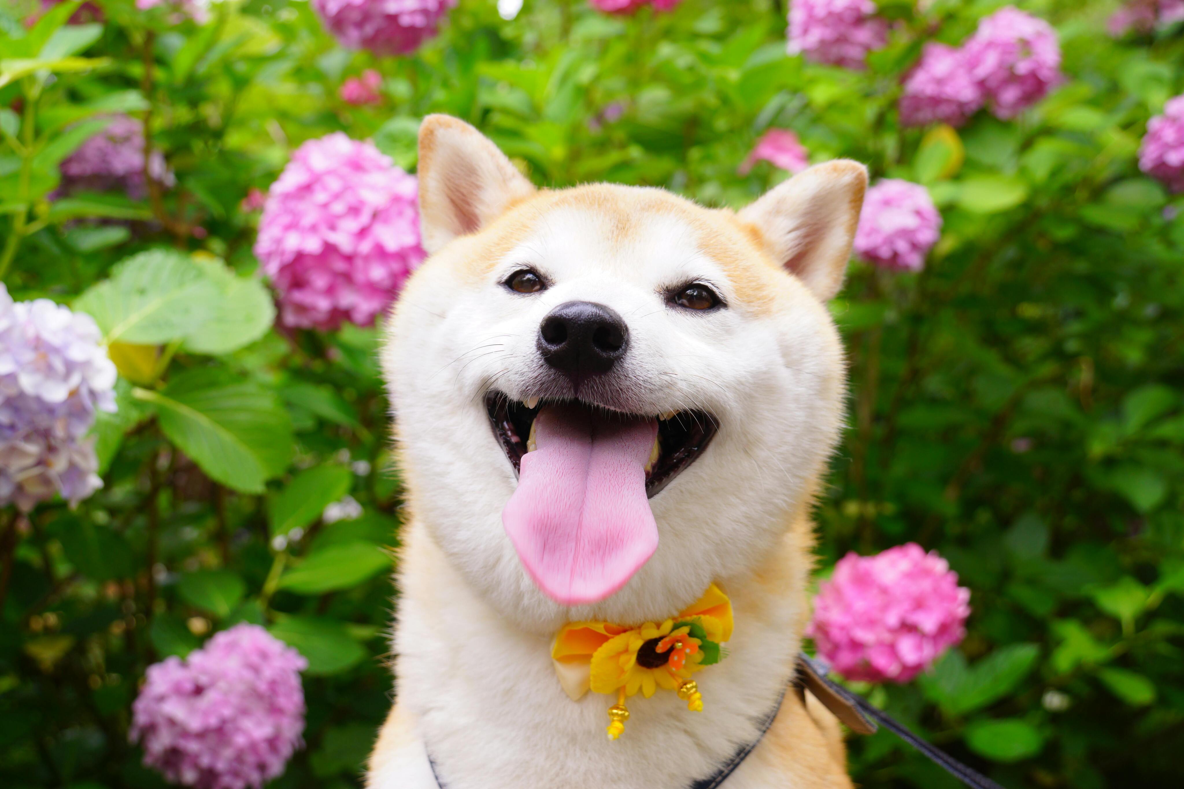 ¡Shiba Inu (SHIB) en la cúspide de un aumento explosivo!