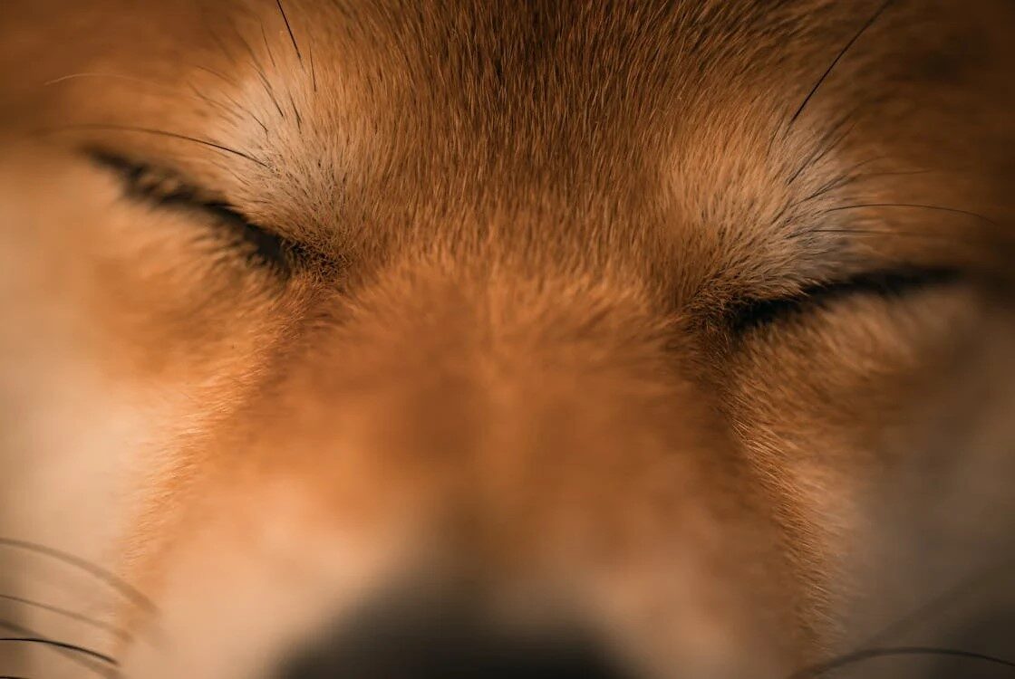 ¡Alerta de caída para Floki Inu! Los indicadores técnicos muestran señales de debilidad
