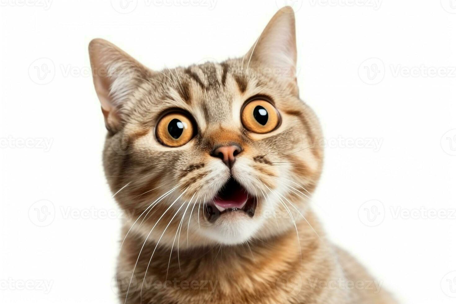¡Popcat, la memecoin gatuna, se prepara para saltar!
