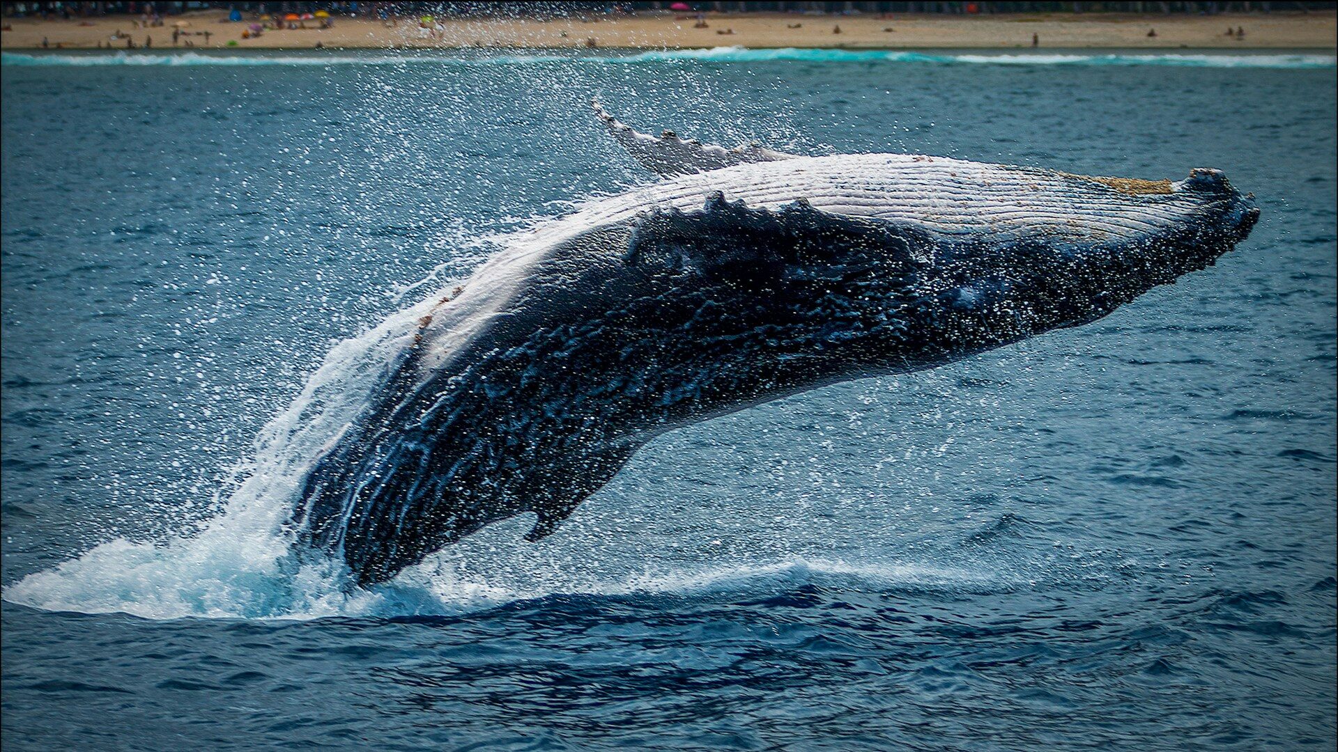 ¡Las ballenas de Bitcoin vuelven a acumular! ¿Se acerca otro repunte?