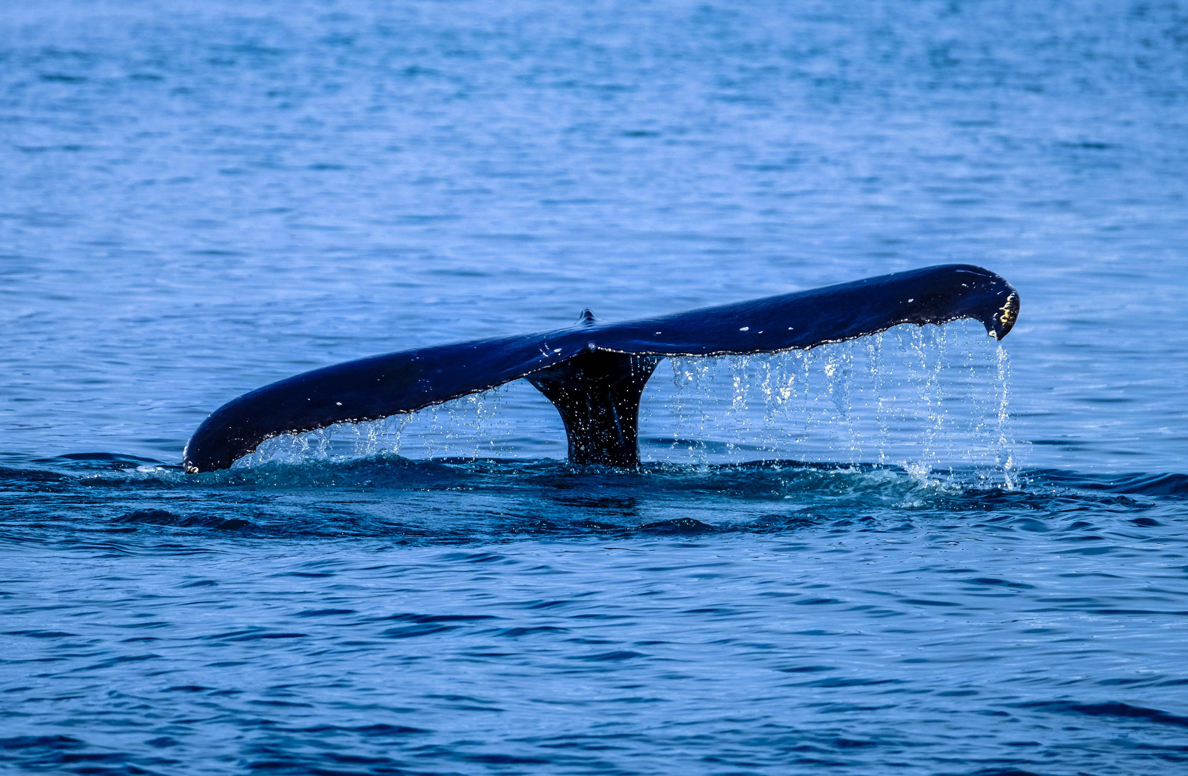 Ballenas aprovechan caída de Ethereum y compran más de $236 millones en ETH