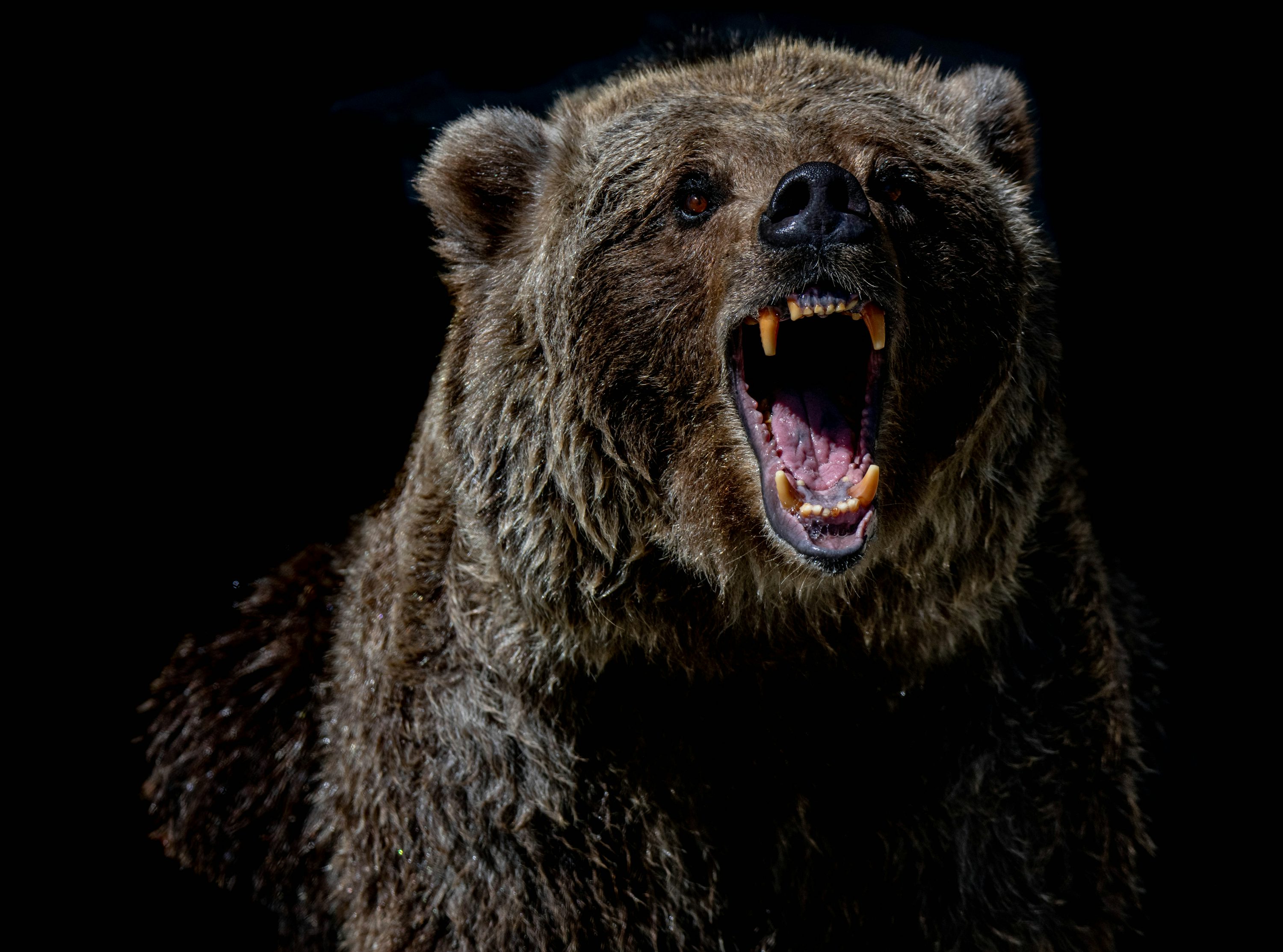 XRP ETF Launch Impresses Even In Bear Market, Says Analyst