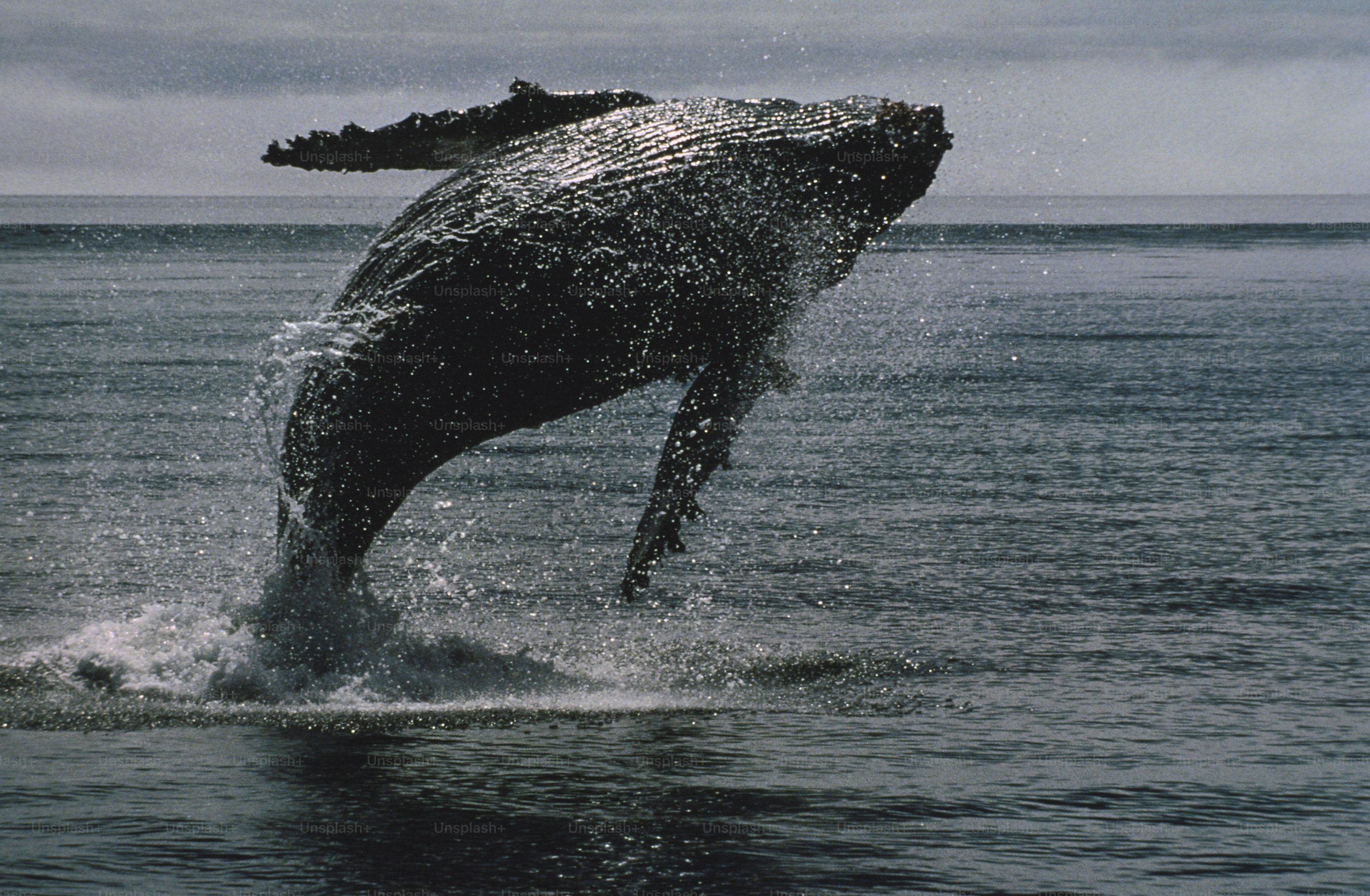 ¡Ballena Bitcoin despierta! Compra masiva impulsa especulaciones