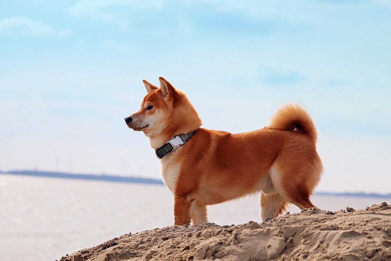 Dogecoin: ¿Rumbo a $0.40? Análisis Revela Potencial Alcista