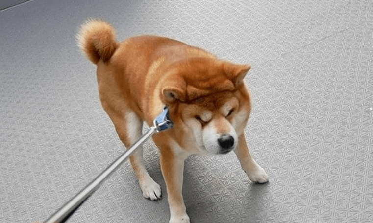 Shiba Inu