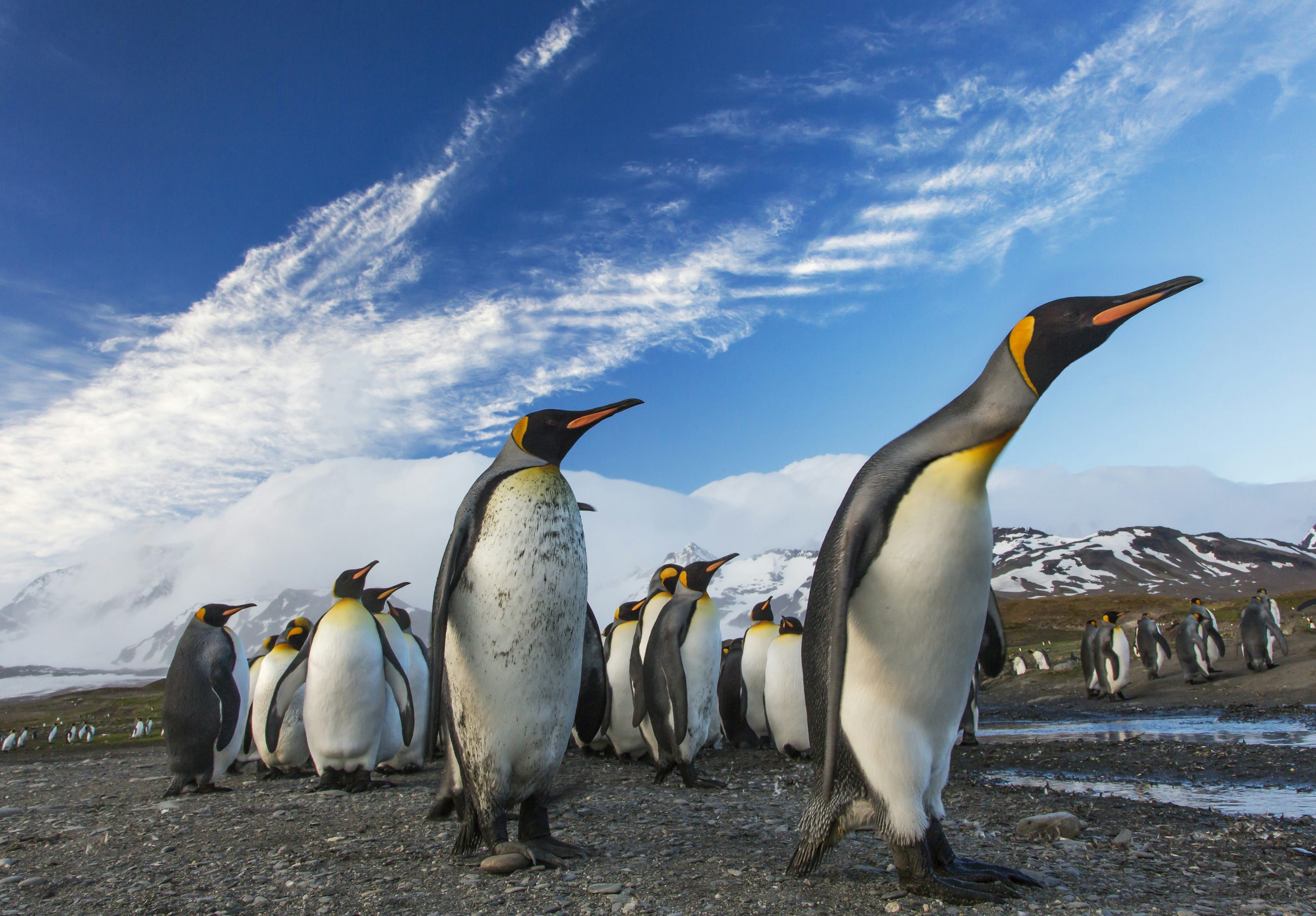 PENGU
