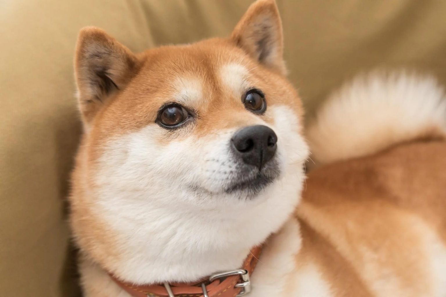 meme coins, shiba inu, shiba inu koers, shiba inu nieuws, bull run, crypto rally, crypto meme