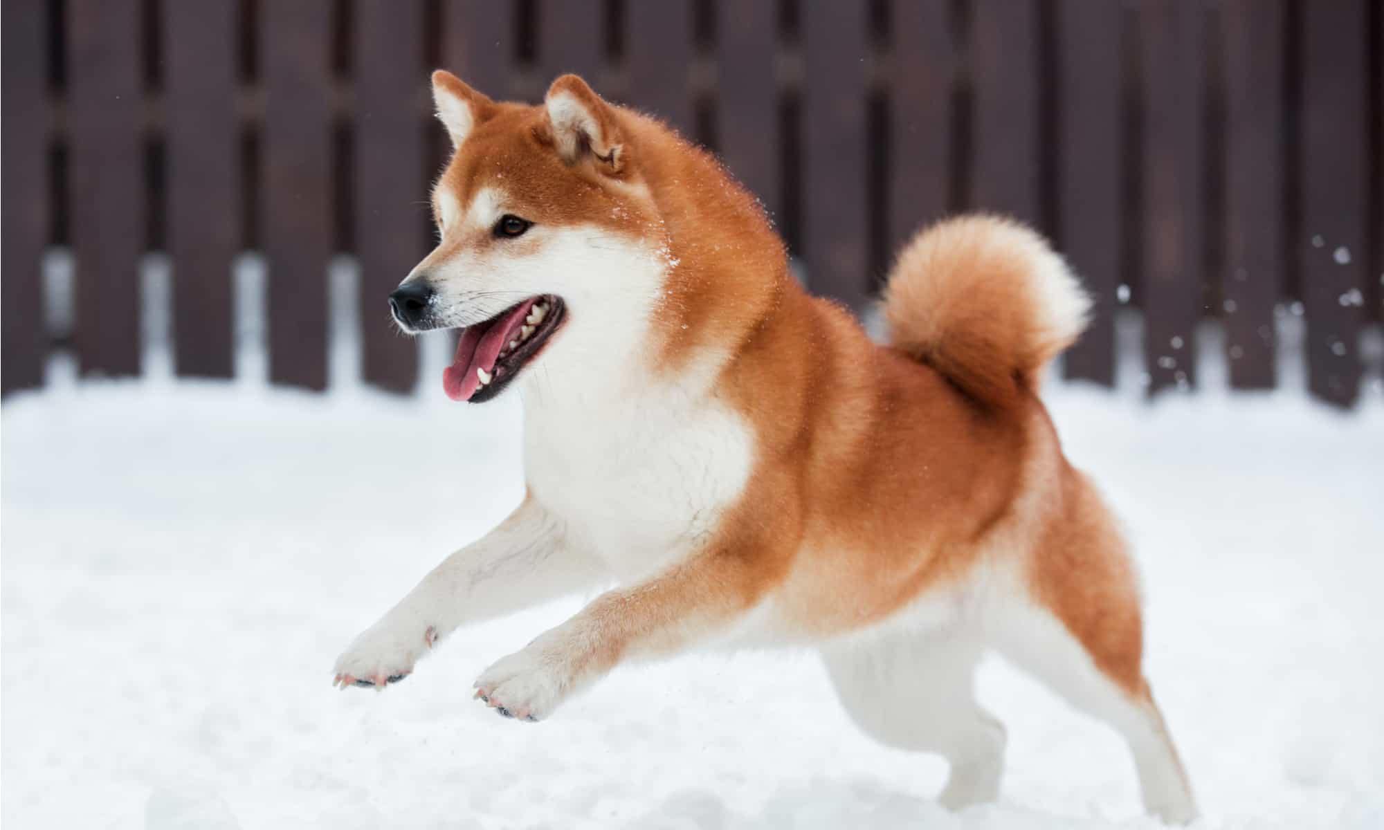Dogecoin