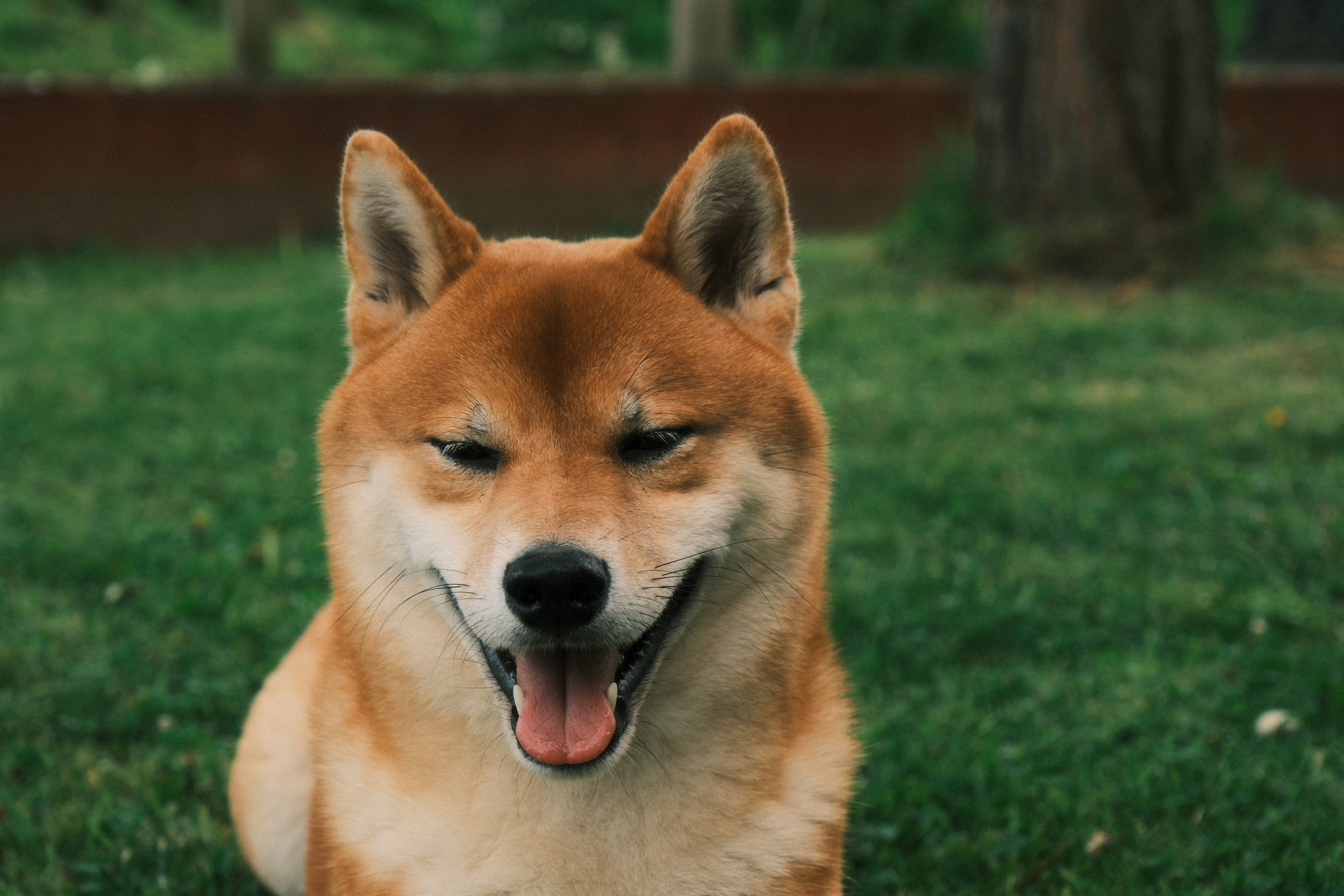Dogecoin