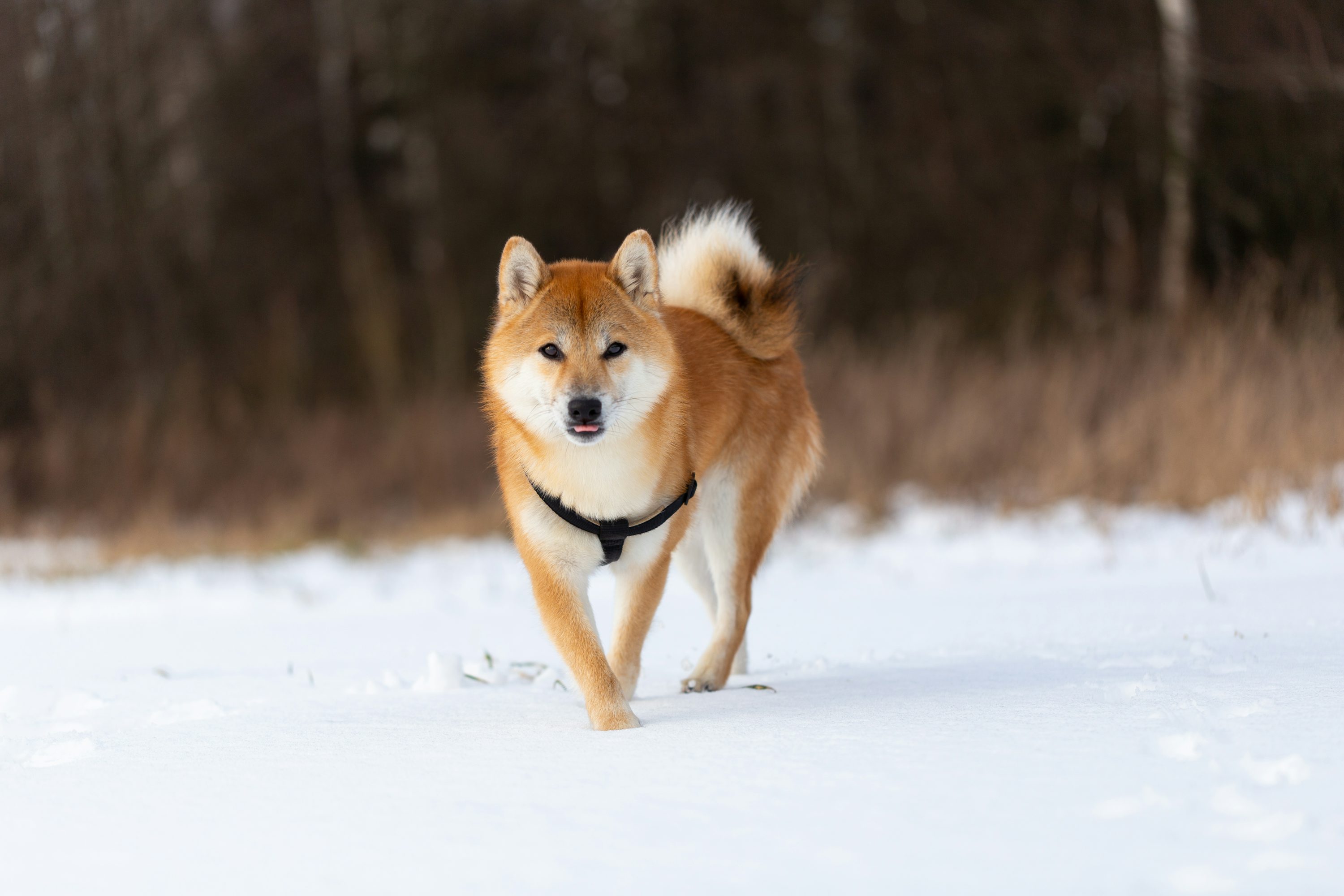 Dogecoin