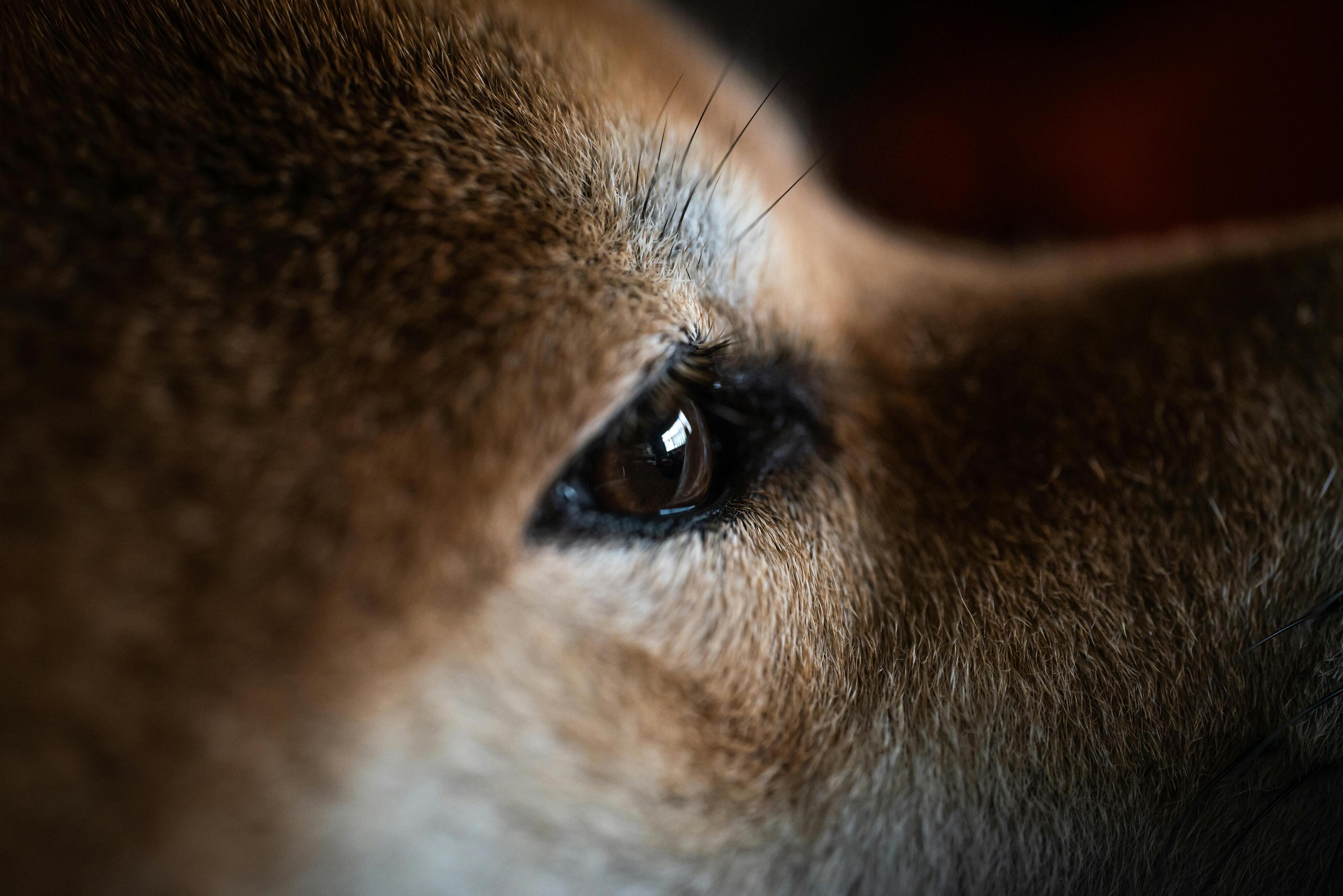 Dogecoin