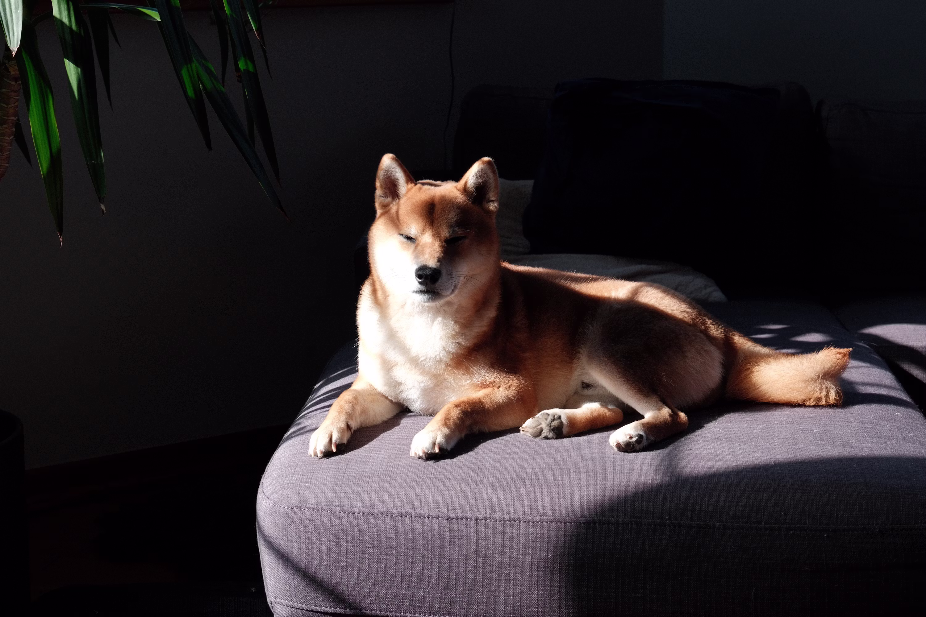 Dogecoin