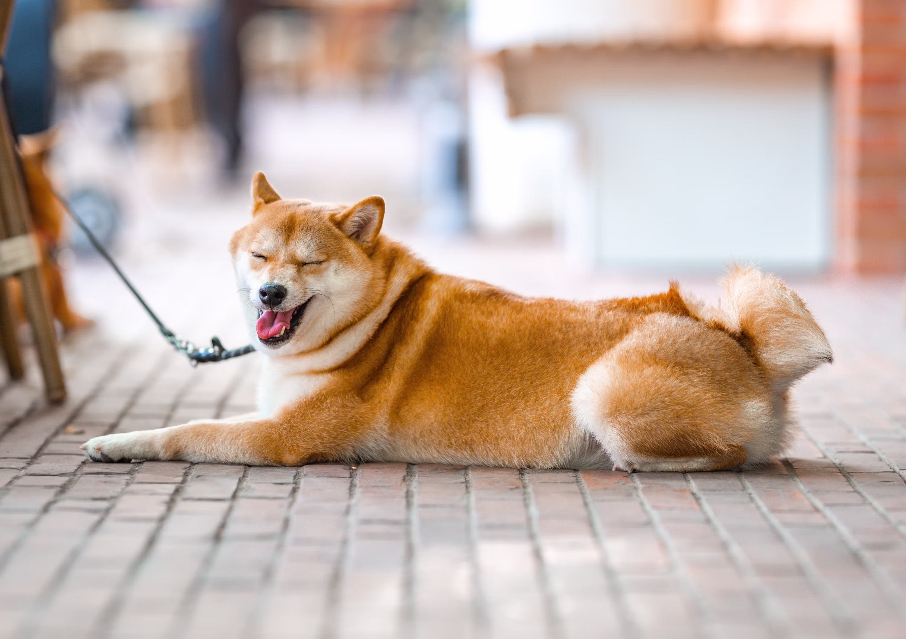 SHIB